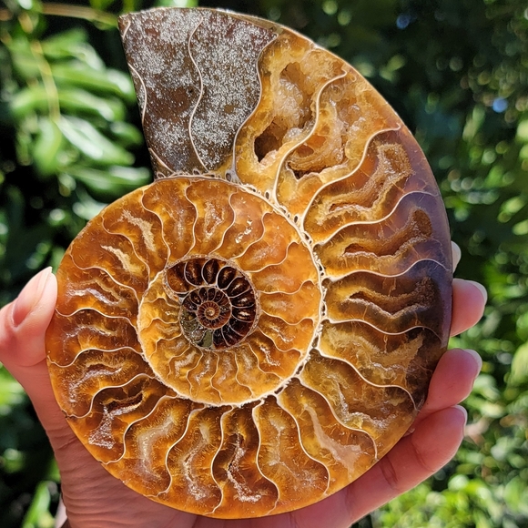 NEW 4.75" x 5.75" MADAGASCAR AGATIZED AMMONITE FOSSIL - Picture 5 of 16
